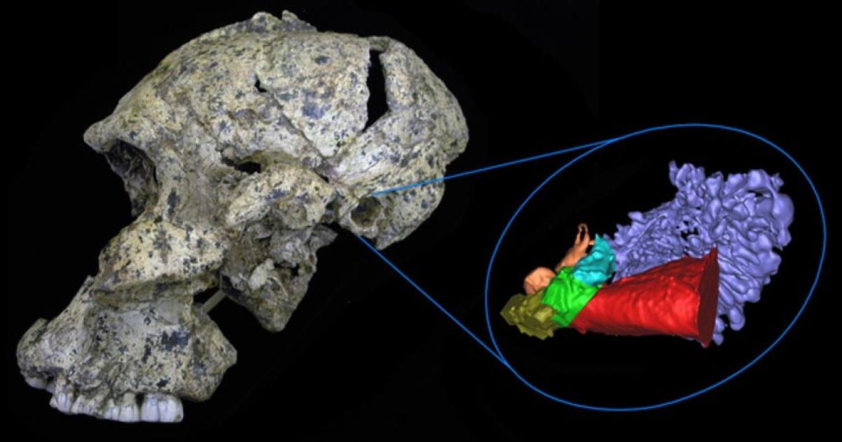 Virtual reconstruction of two-million-year-old ear. 
