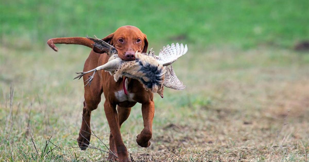 Hungarian Vizsla out hunting with a pheasant in its mouth.   Source: oroszgy / Adobe stock