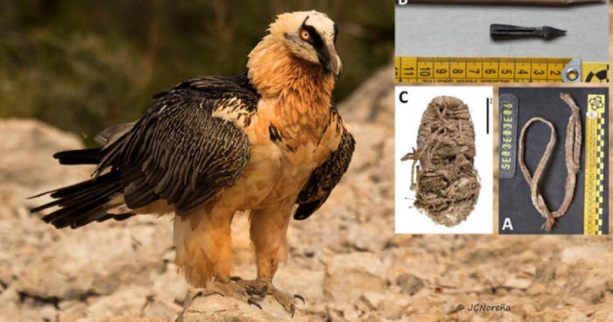 Bearded Vulture in natural cliff habitat. Inset, some of the artifacts found.   