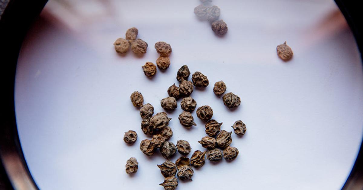 Samples of Schinus mole discovered at Quilcapampa in Peru which were used by Wari culture to make an alcoholic drink. Source: Lisa Milosavljevic & Royal Ontario Museum / Antiquity Publications Ltd