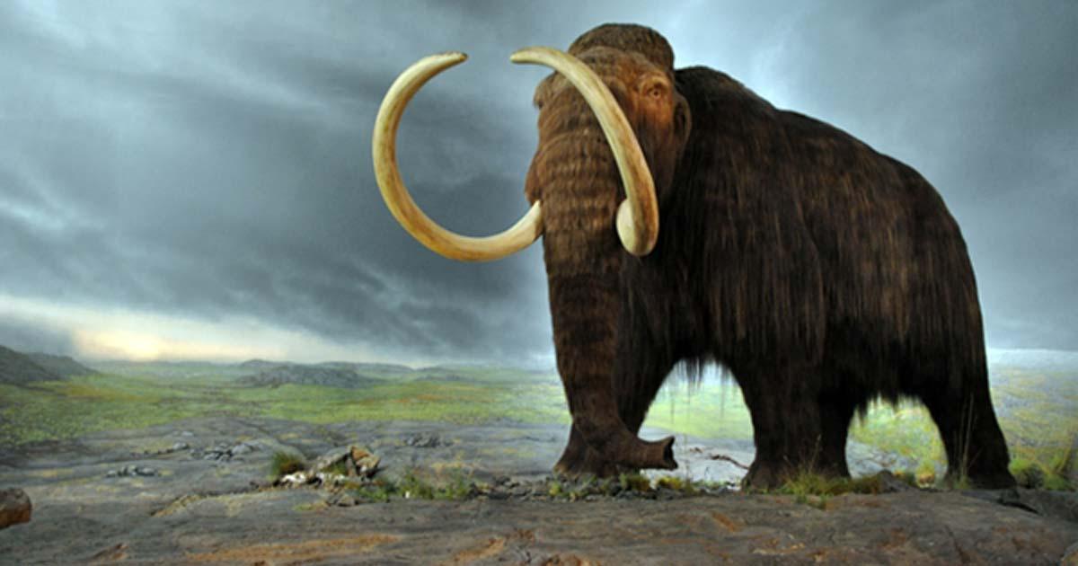 Several types of mammoths walked the earth during the Pleistocene epoch. 