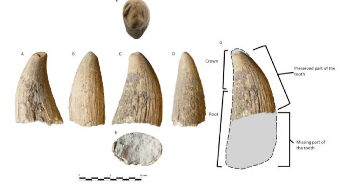 The sperm whale tooth is the first of its kind found in Copper Age Iberia. 