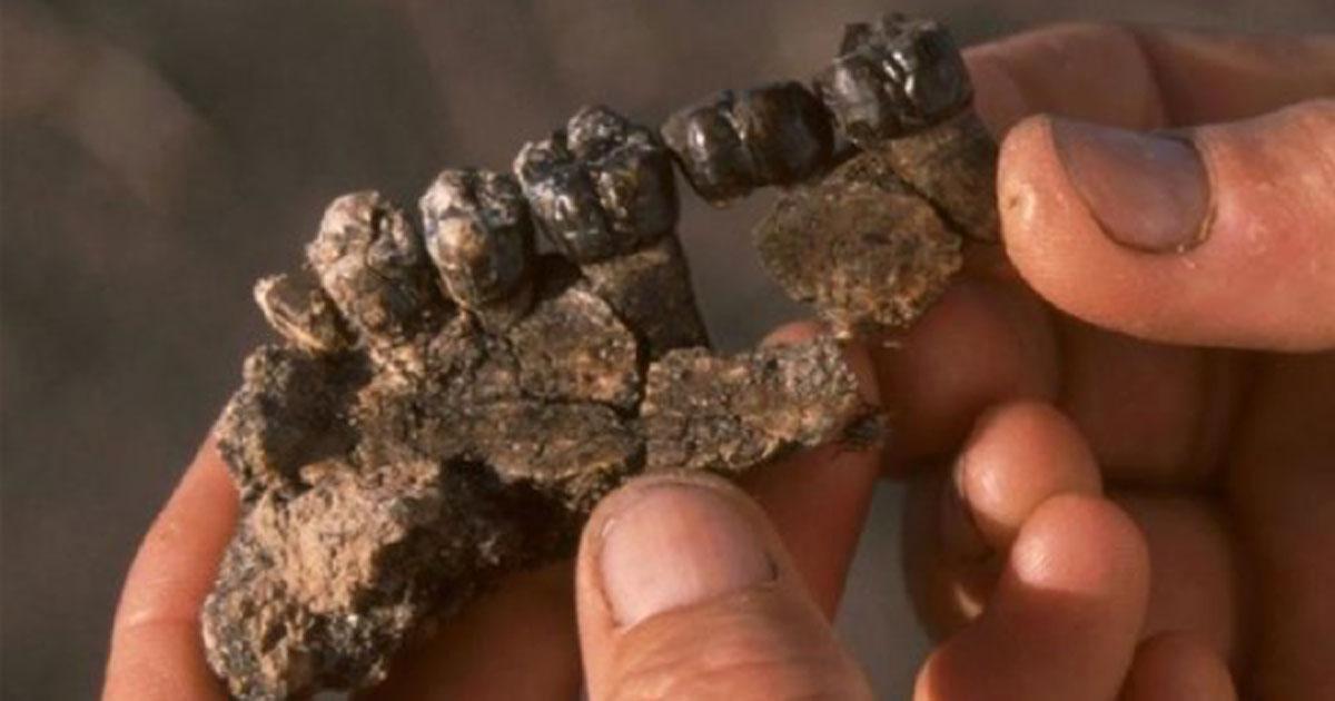 Partial upper jaw of Australopithecus anamensis, a primitive hominin, recovered from the bone bed excavated at the Allia Bay site.