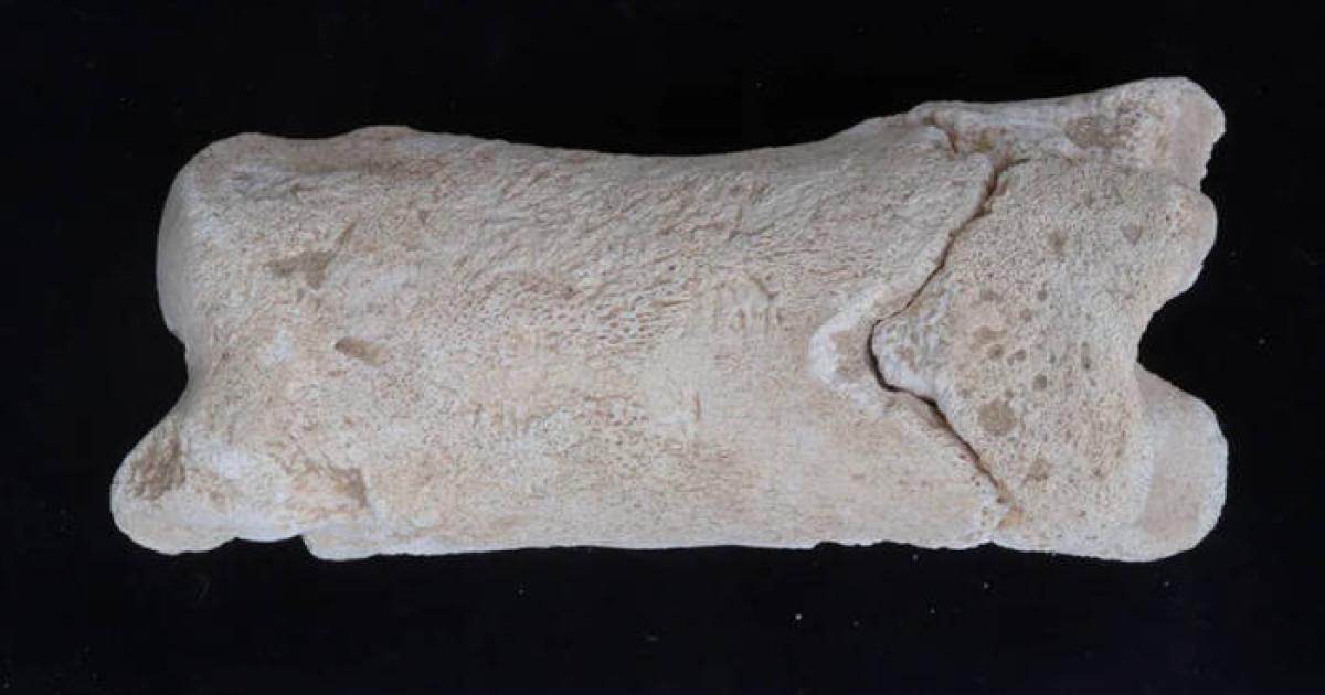 Ancient bone whistle found in Tell el-Amarna, Egypt. 