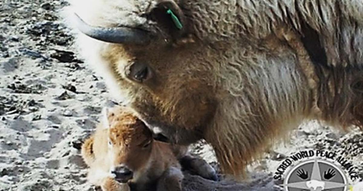 Mythological Creatures Are Among Us: Guardians of the Sacred White ...