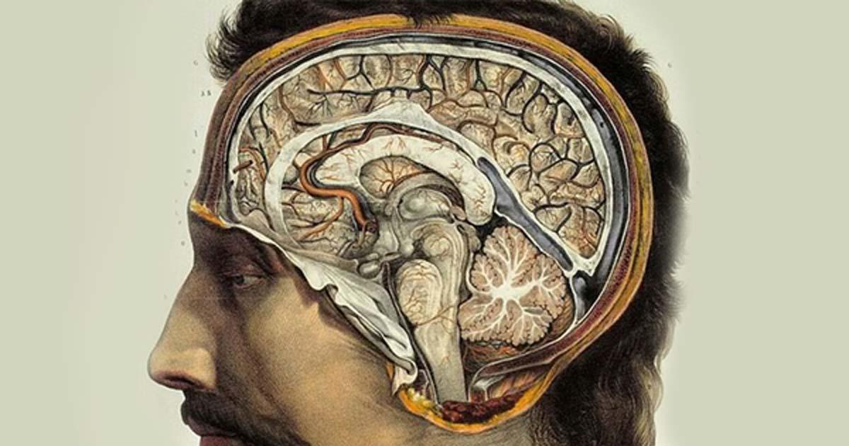 Human Brain by J.M. Bourgery, 1831-1854.