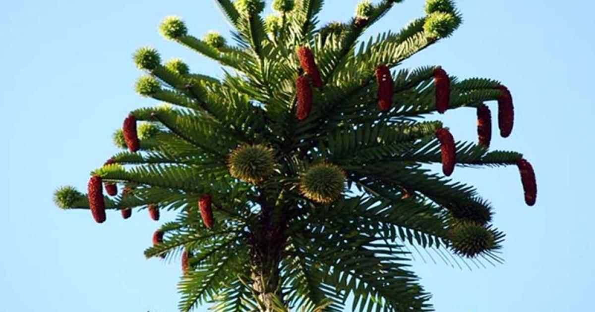Male and female cones on the Wollemi pine