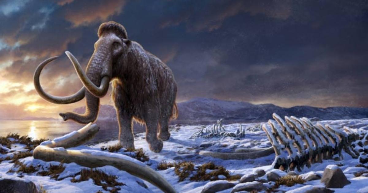 Woolly mammoth scene.	Source: Beth Zaiken/Stockholm University By Nathan Falde