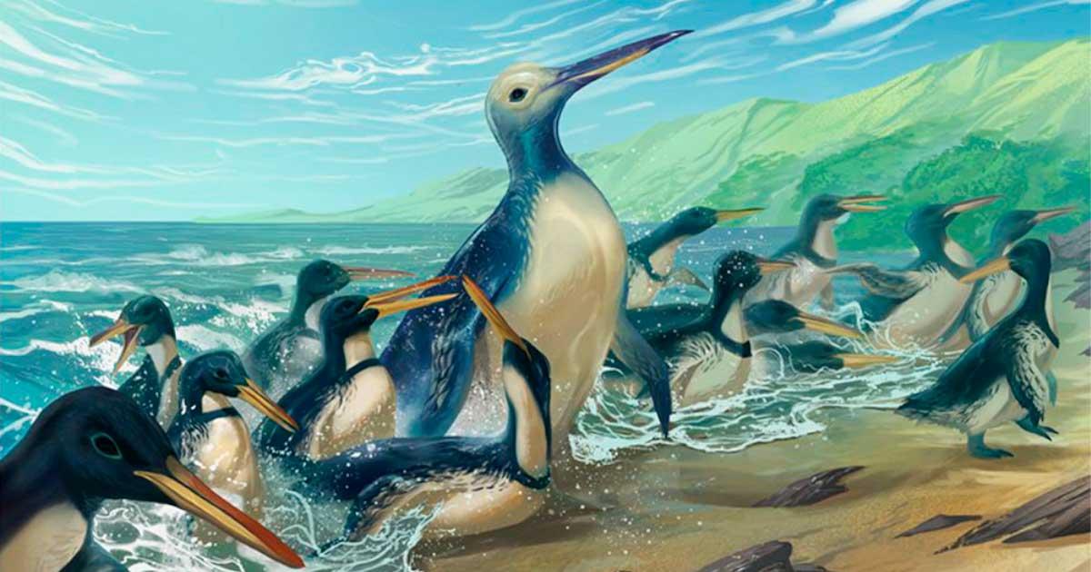 The largest penguin to ever waddle on Earth, Kumimanu fordycei, steps onto a beach surrounded by another newly discovered species, Petradyptes stonehousei, in this life reconstruction. Source: Simone Giovanardi