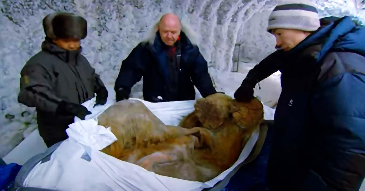 Preserved hairy mammoth. Source: YouTube Screenshot / BBC.