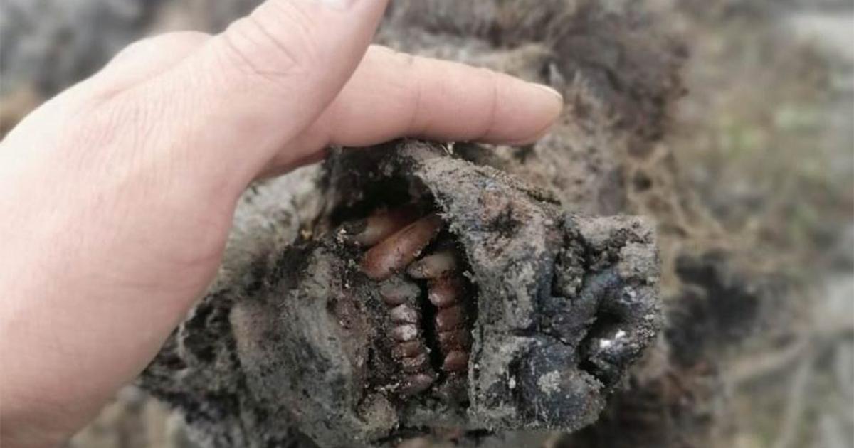 The perfectly preserved snout of the adult Ice Age bear recently found in Russia.        Source: North-Eastern Federal University in Yakutsk (NEFU)