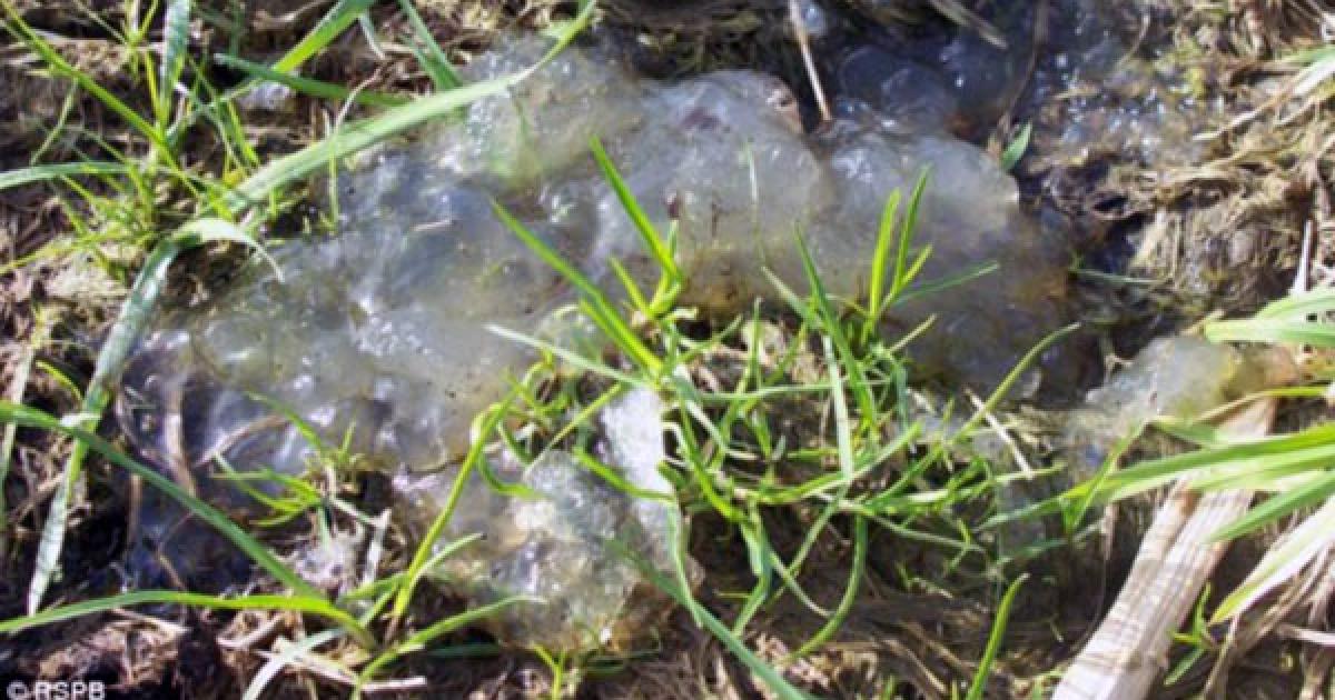 Alien Slime - Natural History Museum