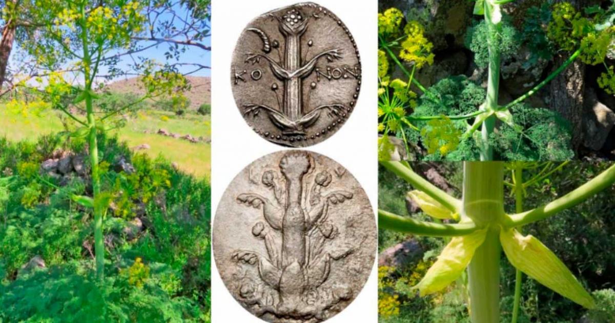 Ancient Aphrodisiacal and ‘Cure-All’ Plant Rediscovered! | Ancient Origins