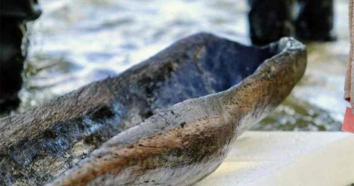 A 4,500-year-old dugout canoe found in Lake Mendota.	Source: Wisconsin Historical Society