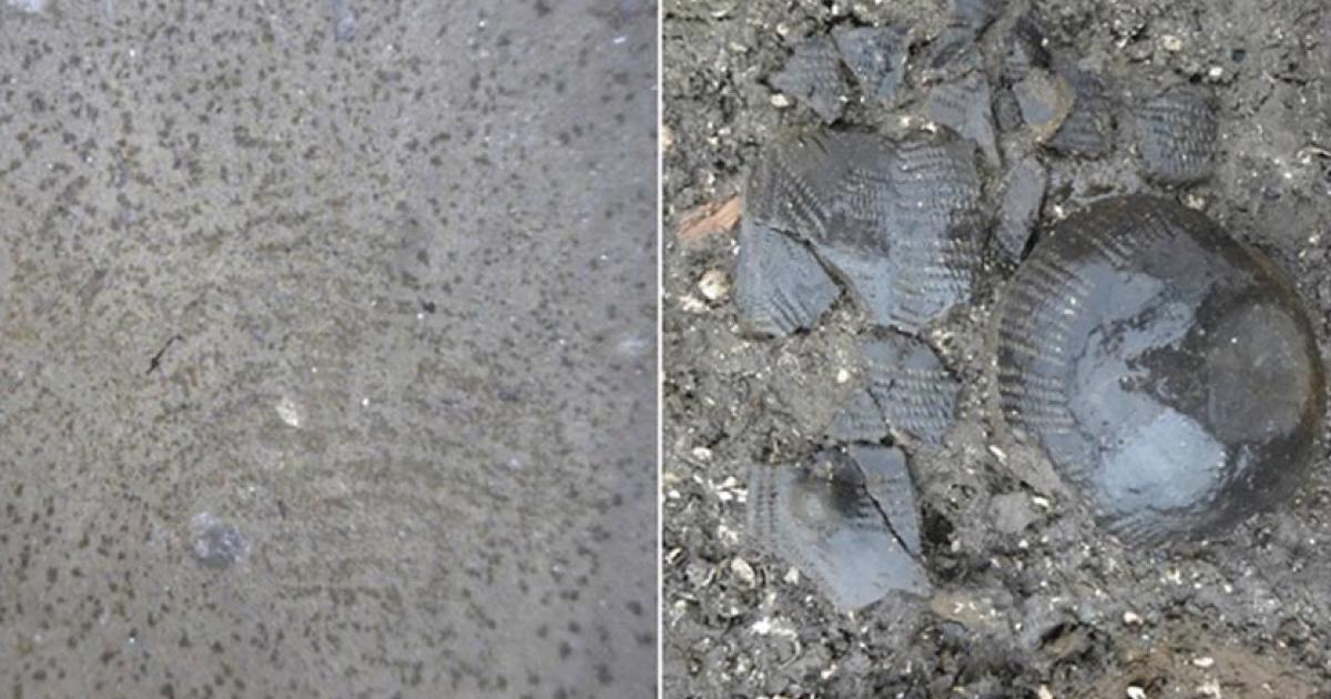The 5,500-year-old fingerprint (left) and the funnel beaker (right)