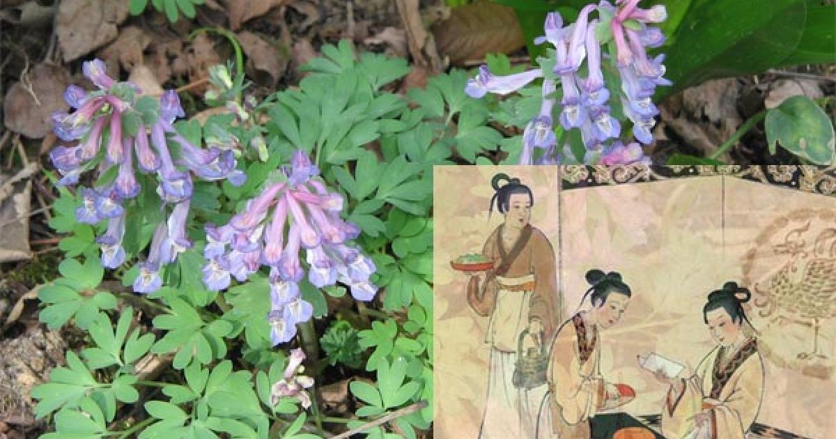 Ancient Chinese Herbal Remedy