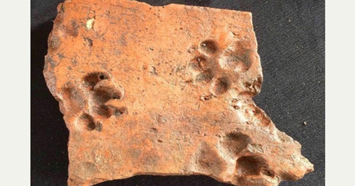 Ancient dog prints and Iron Age mint in England 