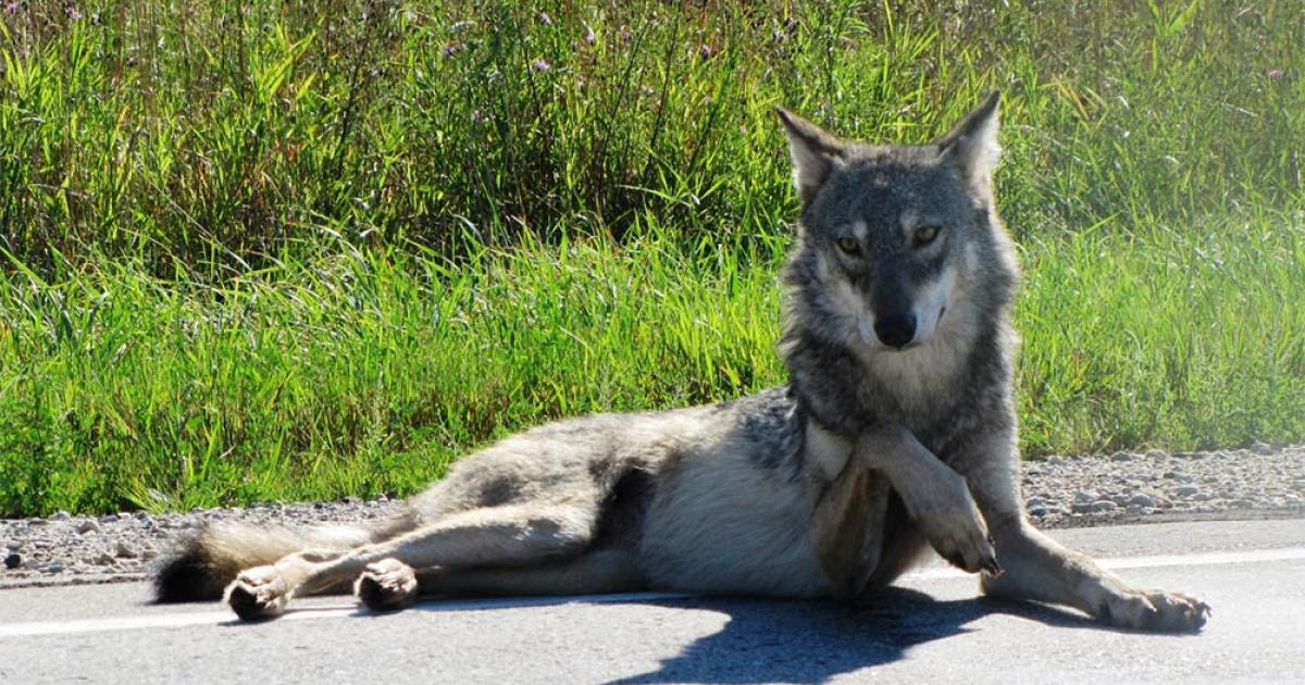 The ancient domesticated dog of Europe was born from an early female gray wolf. At first look, she appears to be a beautiful dog on the road, note the lifted paw!              Source: Seney Natural History Association / CC BY-SA 2.0
