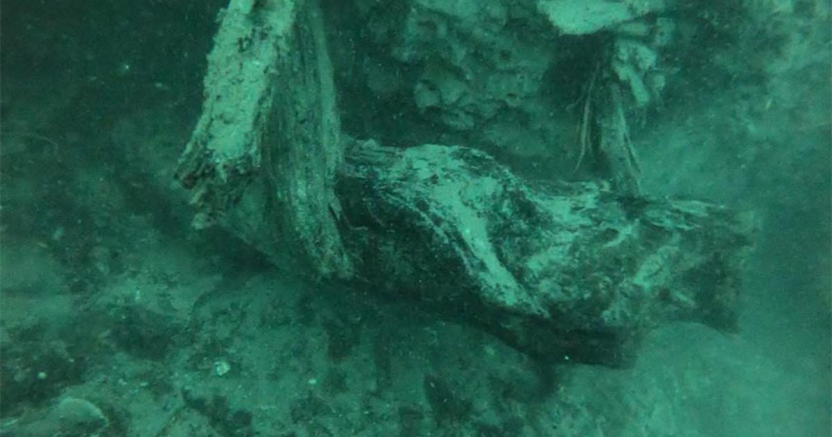 Wood from an ancient bald cypress forest buried off the coast of Alabama was uncovered by storms. Newly exposed wood offers a unique habitat for marine organisms and creates a novel ecosystem in the Gulf of Mexico. Source: Francis Choi