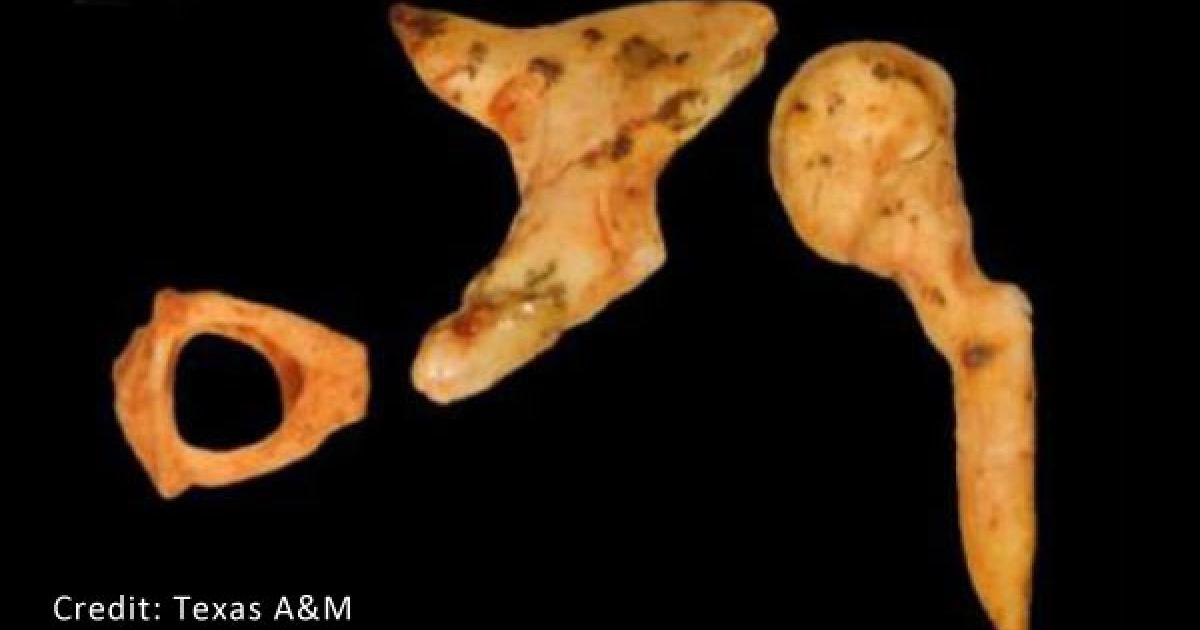 Ancient Fossil - Human Origins