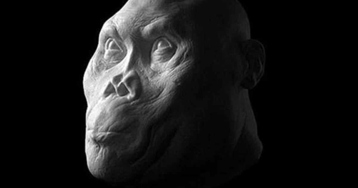 Ancient Hominids Face Reconstruction