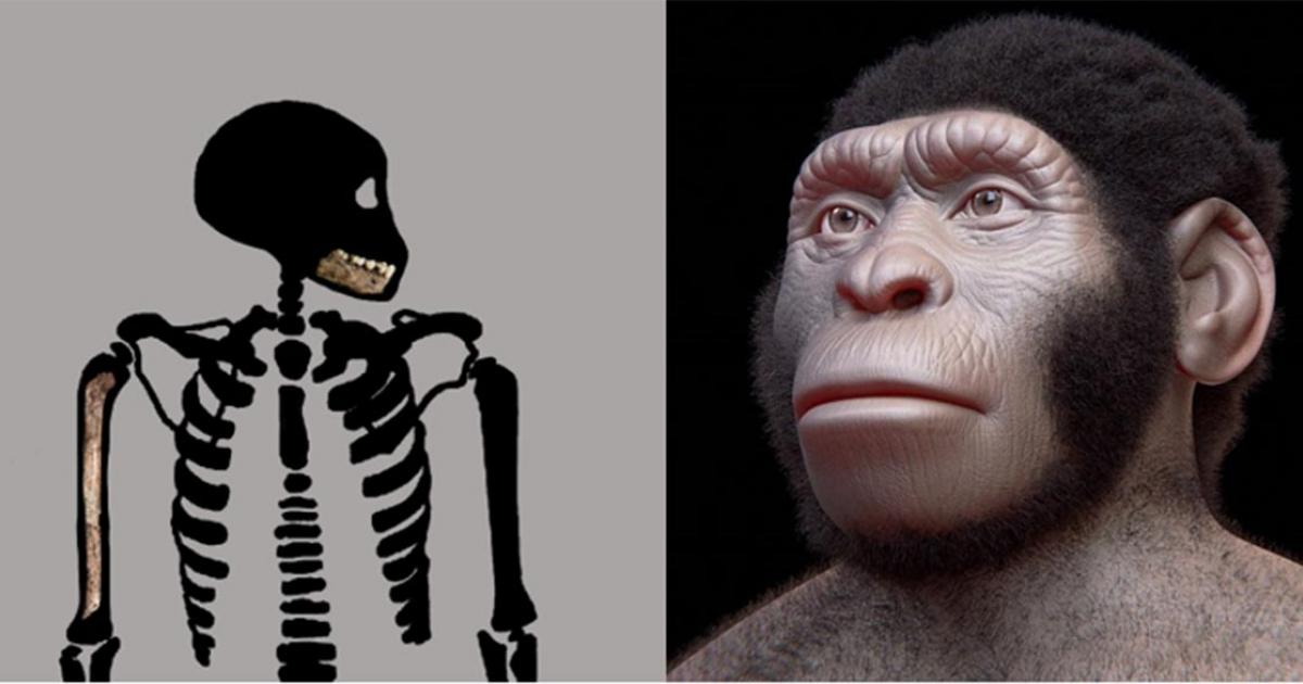 Homo naledi juvenile skeleton (Bolter et al. 2020) and reconstruction of a Homo naledi adult. (Cicero Moraes (Arc-Team) et al/CC BY 4.0)