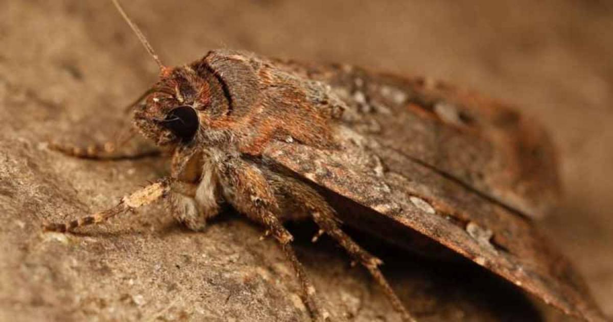 Researchers in Australia have discovered ancient moth remains in an eastern Victoria cave, shedding light on a traditional food that was prepared 2,000 years ago.