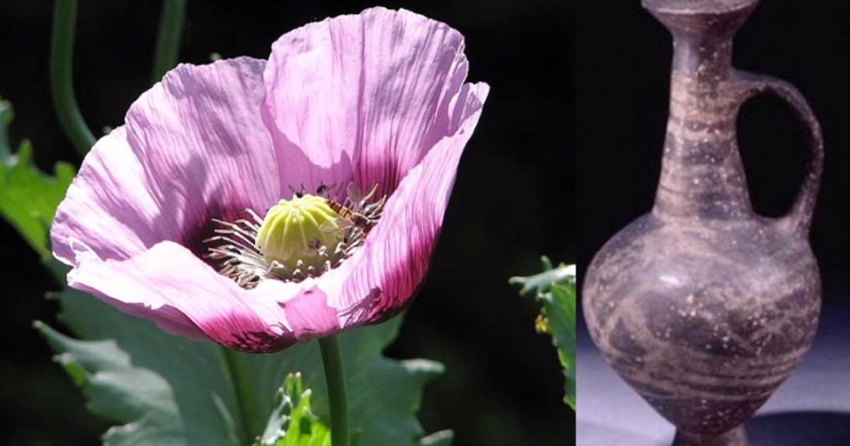 Left, opiate poppy and right Vessel in which traces of opiate have been found. 