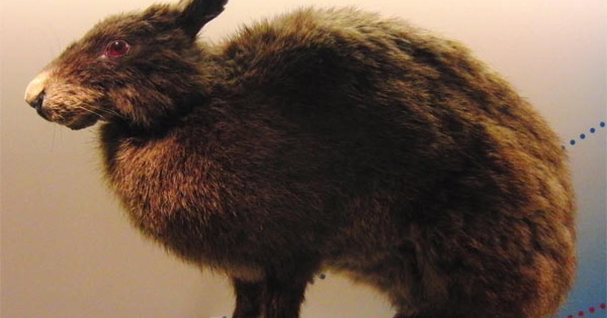 Ancient Rabbits