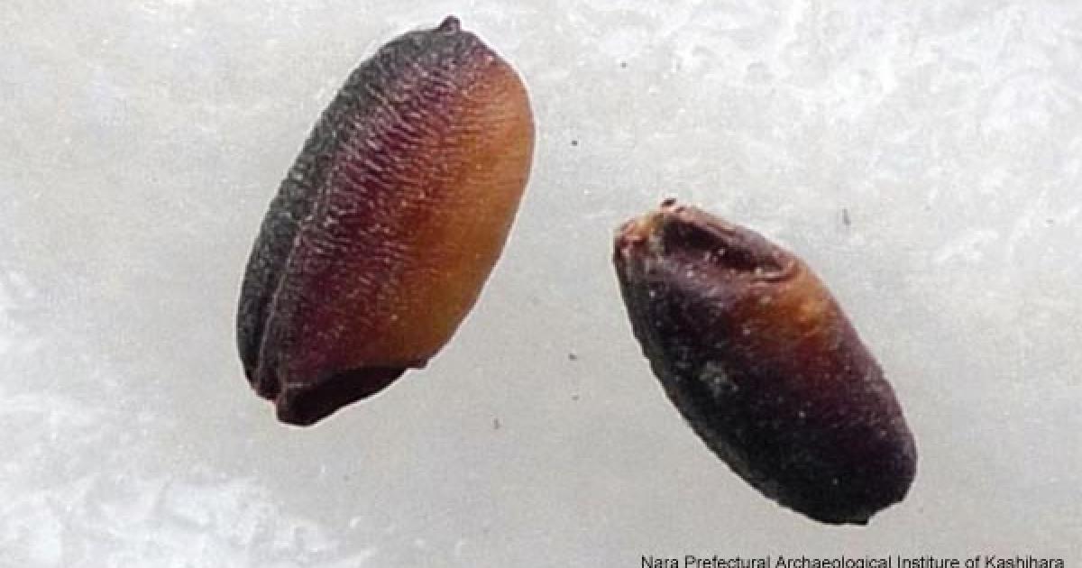 Archaeologists discover 2,500-year-old rice – will we ever resurrect it ...