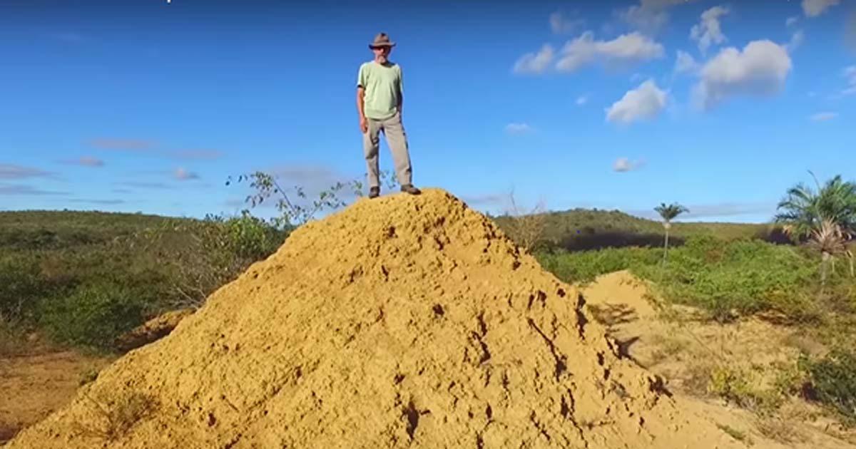 Previously Hidden Ancient Termite Mounds Found in Brazil are Visible From Space