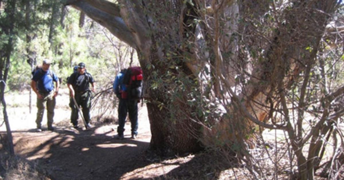 The US Forest Service fighting to save the ancient tree. Source: US Forest Service Tonto National Forest / Facebook.