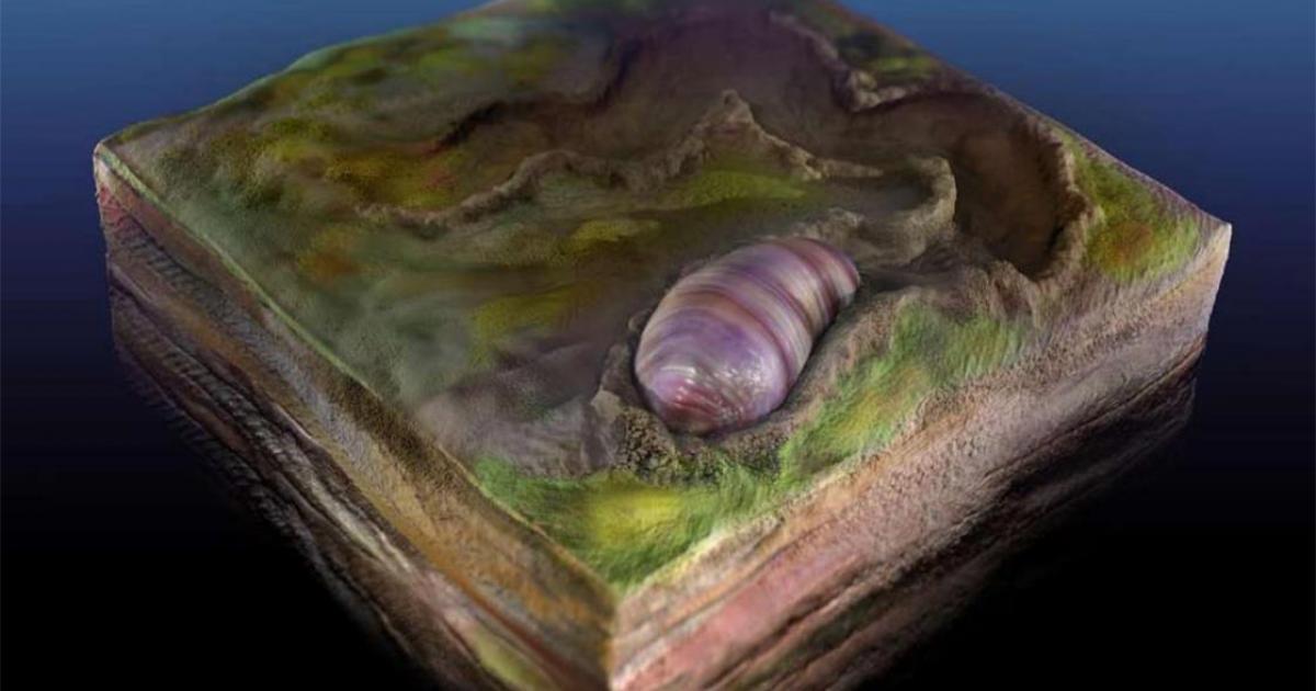 An artist's rendering of the ancient wormlike creature called Ikaria wariootia. Source: Sohail Wasif/UCR