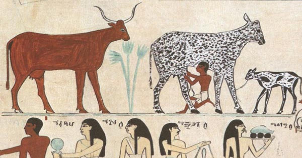 Ancient drawing with Cows and Milk