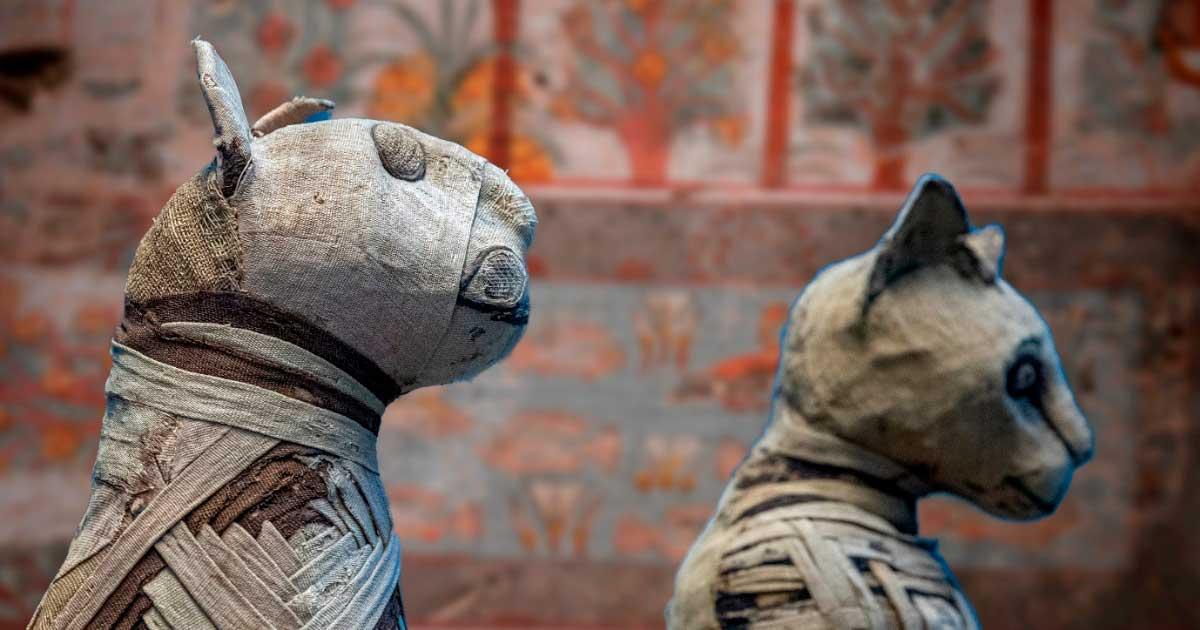 Egyptian mummified cat. Source: Andrea Izzotti / Adobe Stock