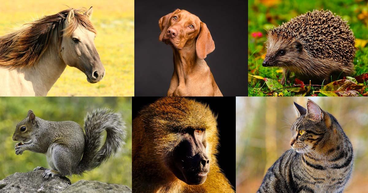Some of the animal species that held a special place in ancient folklore: Horse (Pixabay License), dog (Pixabay License), hedgehog (Pixabay License), squirrel (Pixabay License), baboon (Pixabay License), cat (Pixabay License).