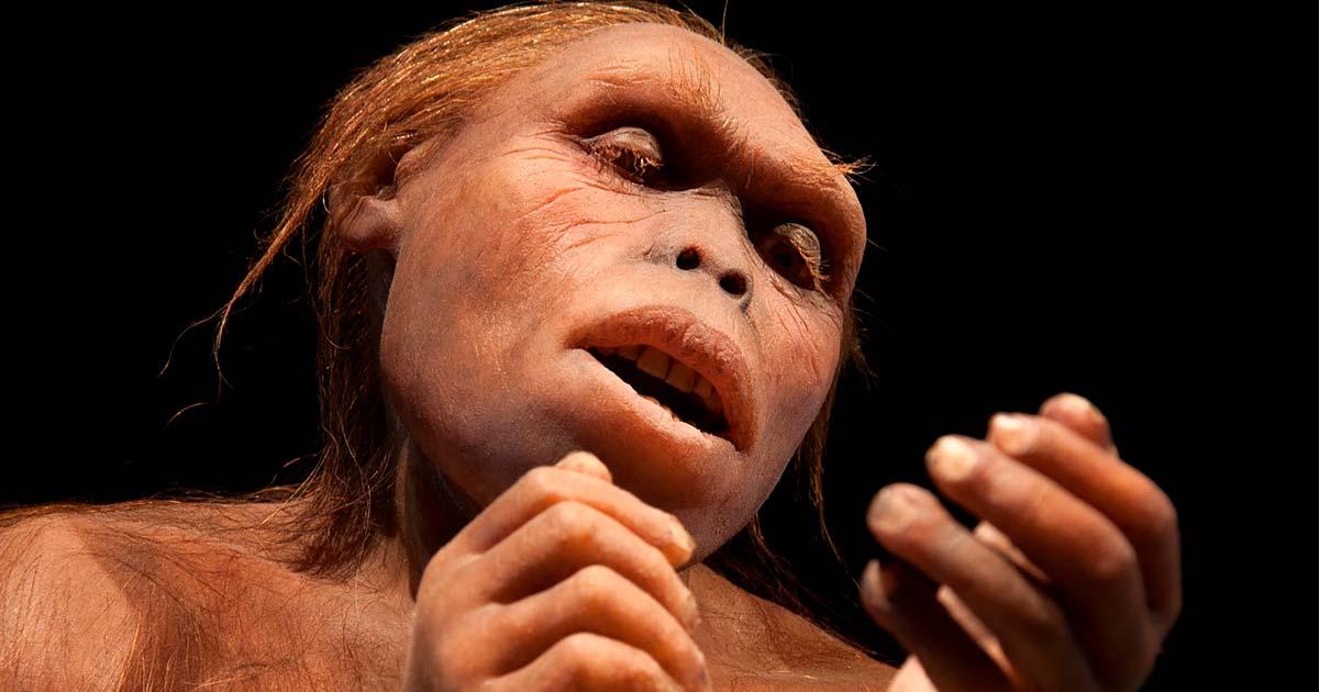 A reconstruction of Lucy, an Australopithecus afarensis. Source: procy_ab / Adobe Stock.