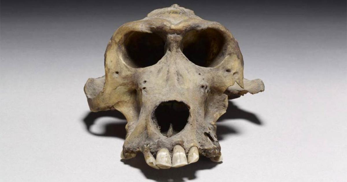 Baboon Skull Could Lead to the Long Lost Land of Punt
