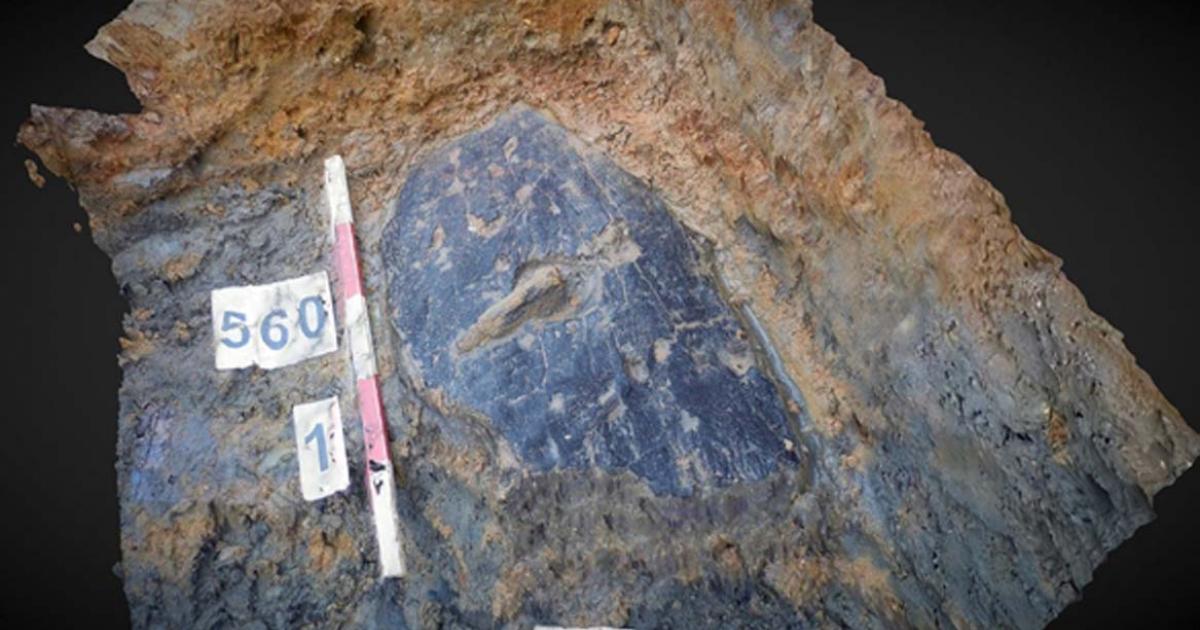 The bark shield is made from green bark that has been stiffened with internal wooden laths. Source: (University of Leicester / Fair Use)