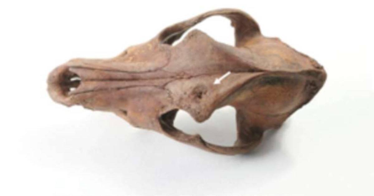 Archaeologists developed a model to identify bear baiting assemblages in England and beyond, including this one with the skull of a dog who had been in fights.