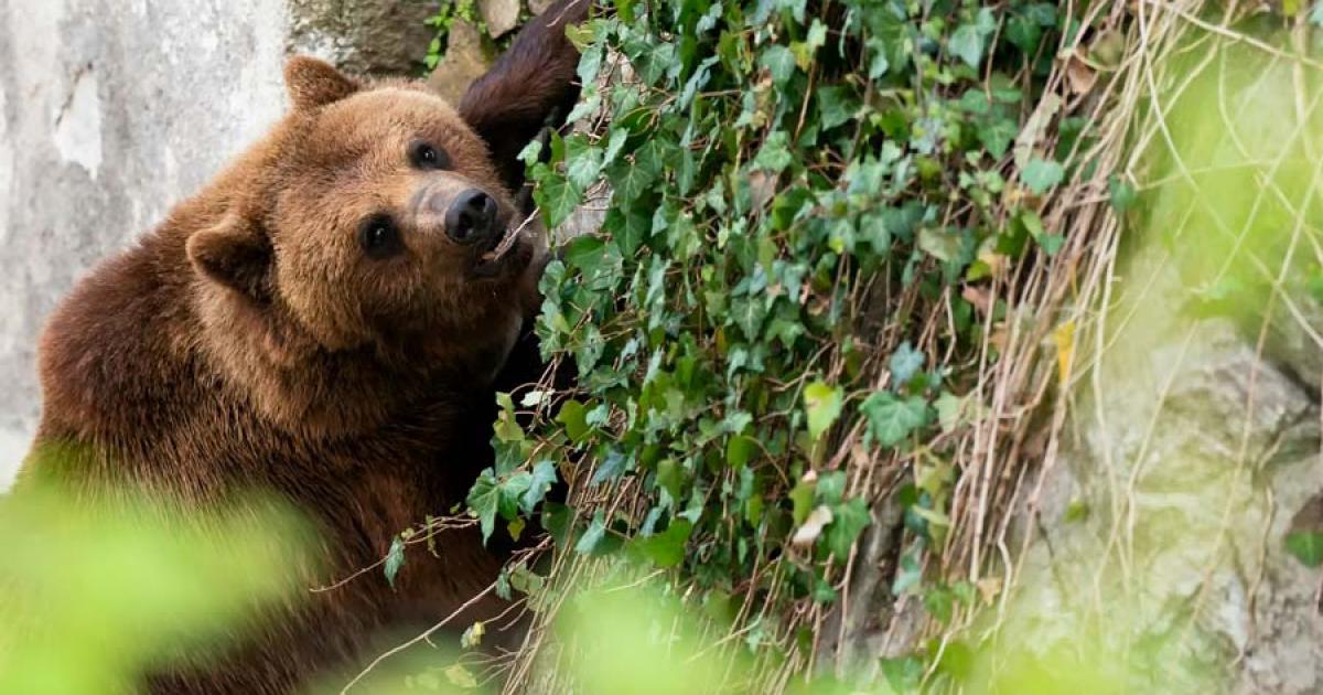 A bear guards the moat wall at Cesky Krumlov Castle, Czech Republic. Source: Ondrej Novotny / Adobe Stock