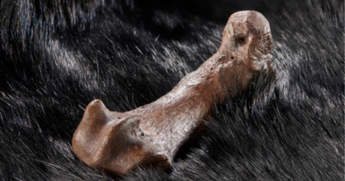 Metatarsal bones of a cave bear discovered to bear cut marks. Source: ©Volker Minkus/ University of Tübingen