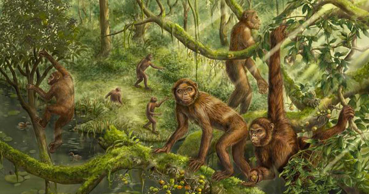 Reconstruction of the locomotor behavior and paleoenvironment of Lufengpithecus.	Source: Illustration by Xiaocong Guo; image courtesy of Xijun Ni, Institute of Vertebrate Paleontology and Paleoanthropology, Chinese Academy of Sciences.