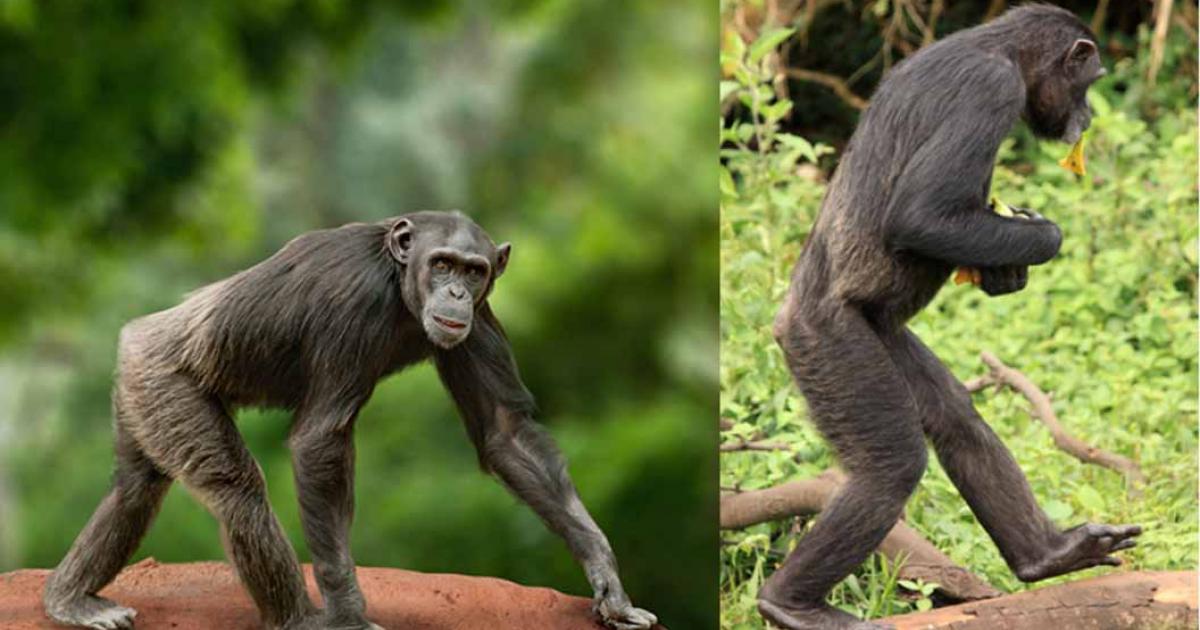 By observing chimpanzees in Tanzania, researchers concluded that humans evolved to being bipedal while they still lived in trees. Source: Left; Mari_art / Adobe Stock; Right; Sam D'Cruz / Adobe Stock