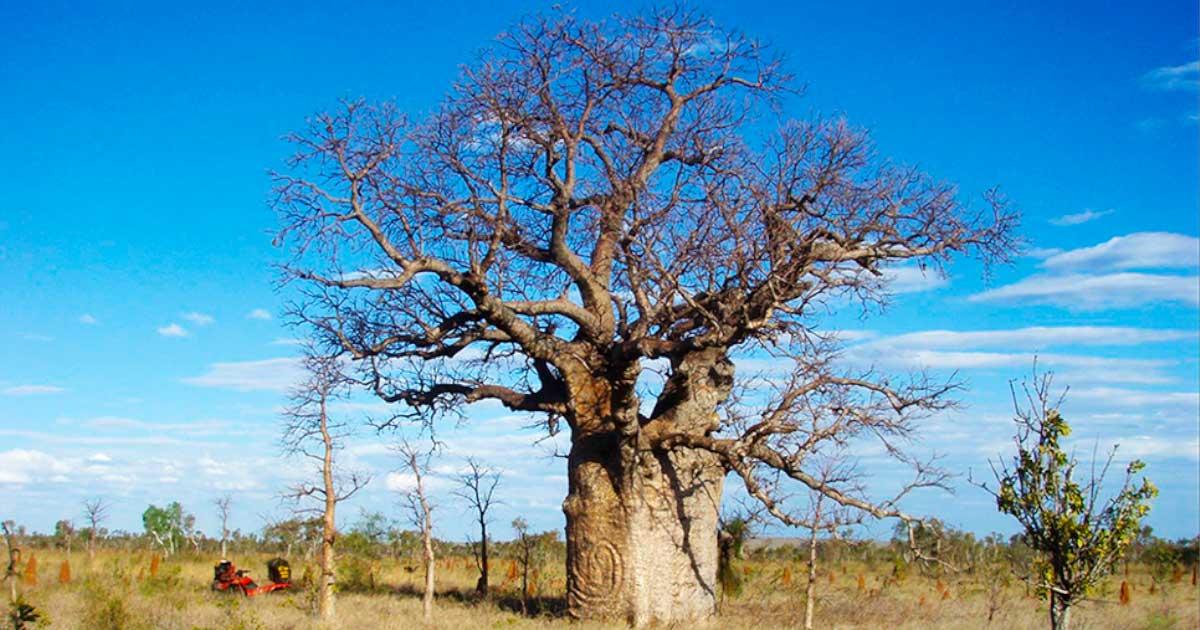 Large boab tree with coiled snake carving, northern Tanami Desert. Source: Darrell Lewis / Antiquity Publications Ltd