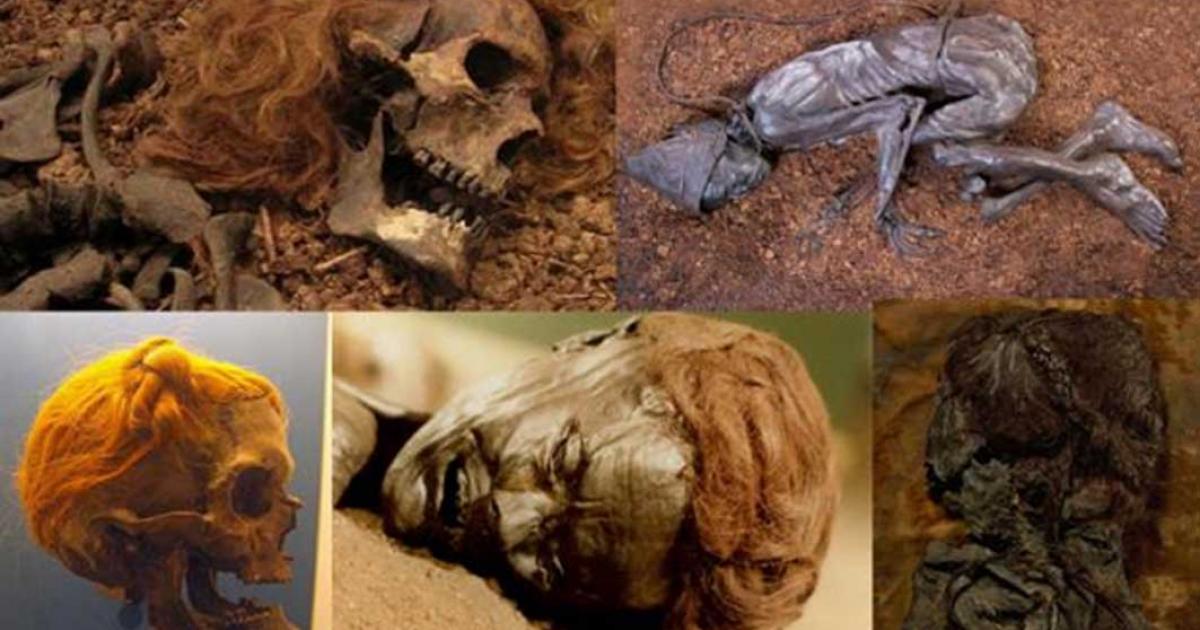 Bocksten Man. Photo source: (CC BY 2.0 ) The Tollund Man as he appears today. (Tollundman.dk) Osterby Man with hair tied in a Suebian Knot. At Archäologisches Landesmuseum. (CC BY 3.0) The face of the bog body known as Grauballe man. (Public Domain) The Upper body of the Elling Woman. (CC BY SA 3.0)