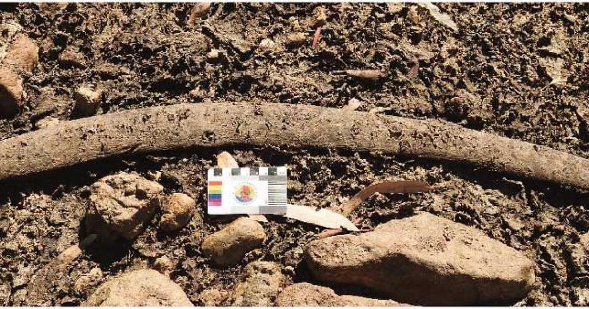 A boomerang that was discovered in a dry section of the Cooper Creek bed in Australia. Source: Yandruwandha Yawarrawarrka Traditional Land Owners Aboriginal Corporation