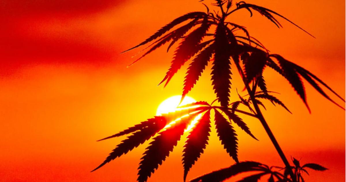 Cannabis in China has a long history, the longest in the world, and its flowers and seeds were used for stimulation and nutrition, respectively.		Source: Aleksandr / Adobe Stock