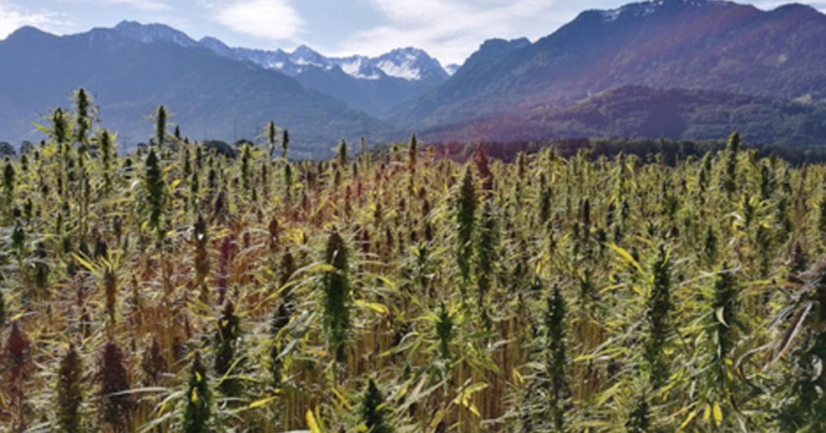 Cannabis plant origins traced to ancient Tibet.        