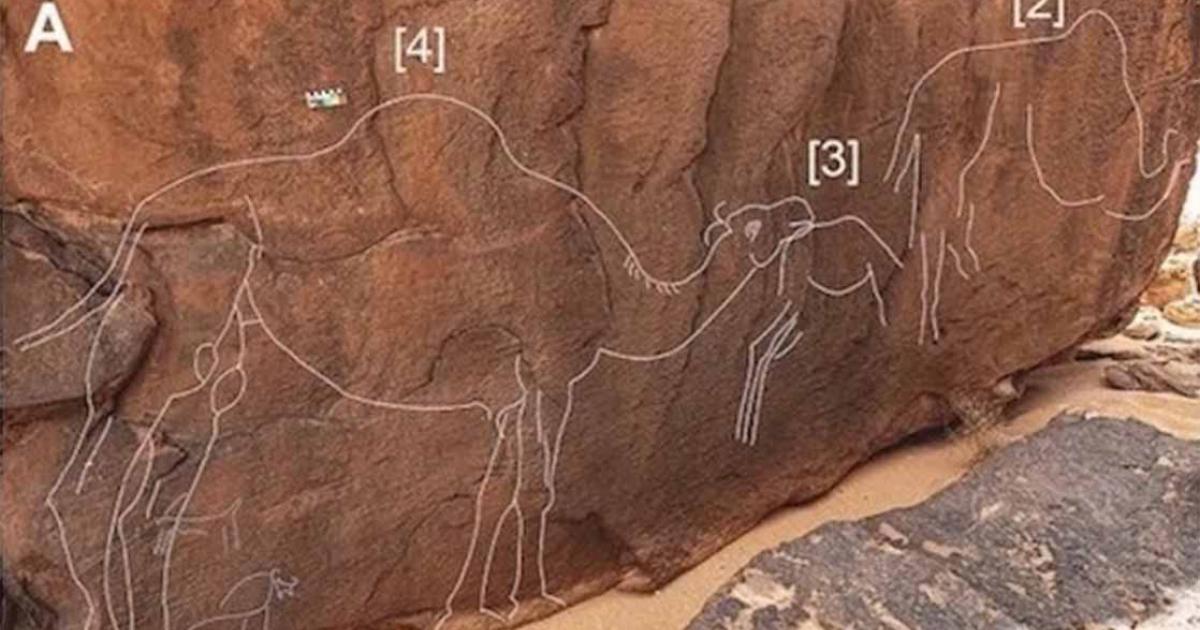 A team of international archaeologists discovered life-sized wild camel carvings on a rock outcrop near the southern Nafud desert border in Saudi Arabia. Carvings are outlined in white to enhance visibility.         Source: Maria Guagnin, et al/Science